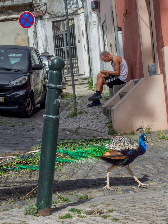 Peacock shaped man